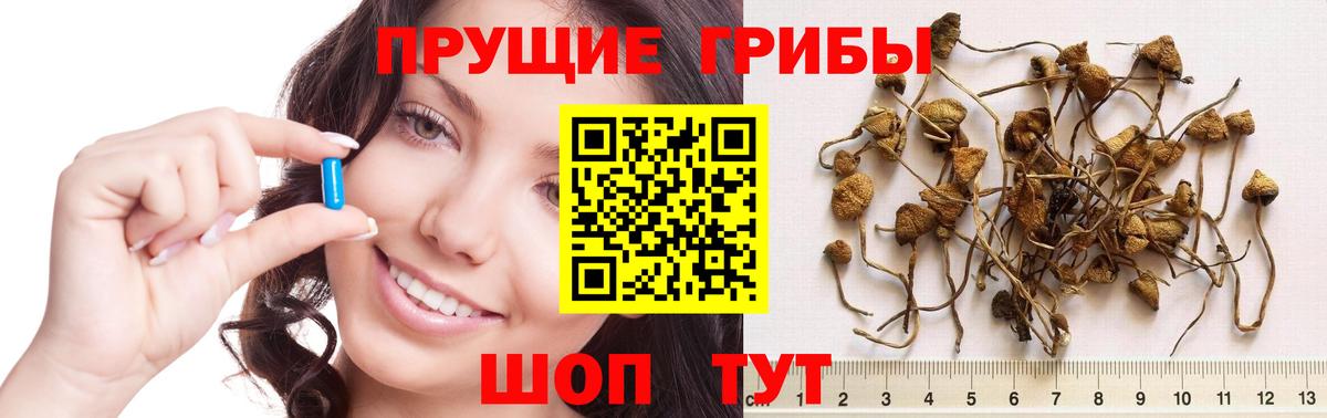 Псилоцибиновые грибы Psilocybine cubensis Обнинск